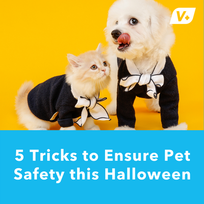 5 Tricks to Ensure Pet Safety this Halloween