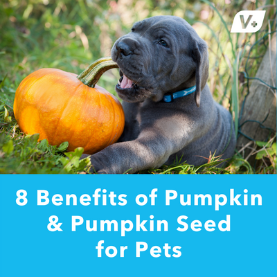 8 Benefits of Pumpkin and Pumpkin Seed for Pets