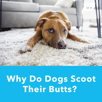 Why Do Dogs Scoot Their Butts? | Glandex