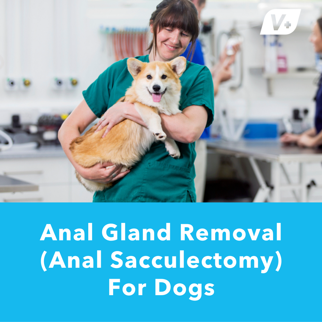 Anal Gland Removal (Anal Sacculectomy) For Dogs Glandex
