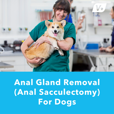 Anal Gland Removal (Anal Sacculectomy) For Dogs