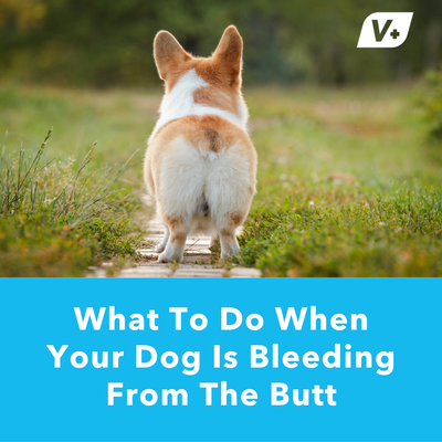 What To Do When Your Dog Is Bleeding From The Butt