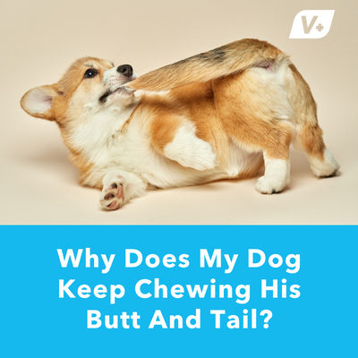 Why Does My Dog Keep Chewing His Butt And Tail?