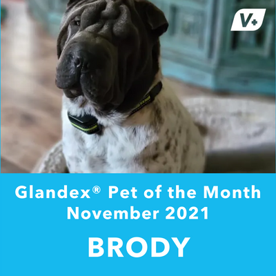 November 'Brody' Anal Gland Success Case