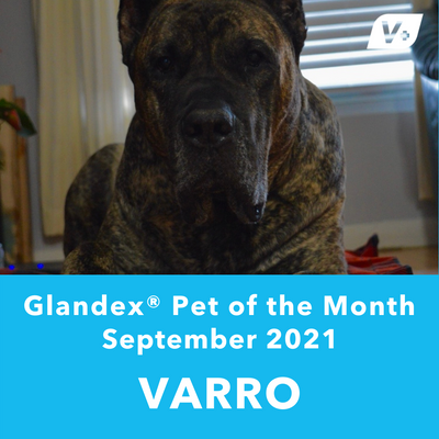 September 'Varro' Anal Gland Success Case