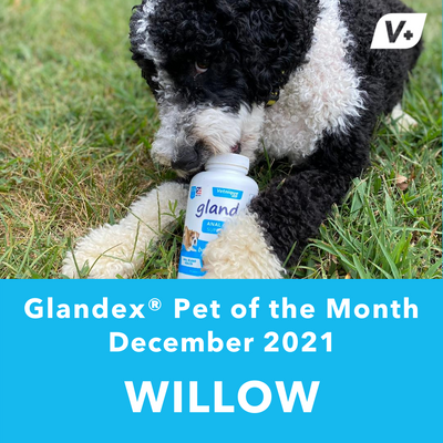 December 'Willow' Anal Gland Success Case