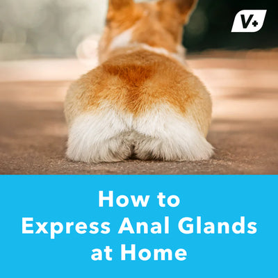 How to Express Anal Glands at Home