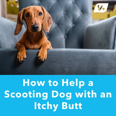 How to Help a Scooting Dog with an Itchy Butt