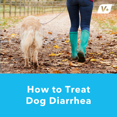 How to Treat Dog Diarrhea