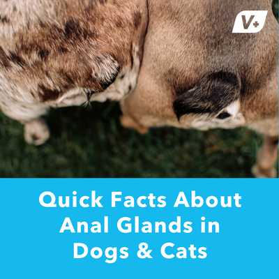 Quick Facts About Anal Glands in Dogs & Cats