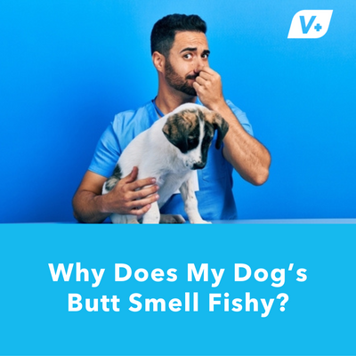 Why Does My Dog’s Butt Smell Fishy?
