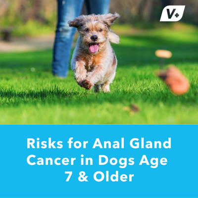 Risks for Anal Gland Cancer in Dogs Age 7 & Older