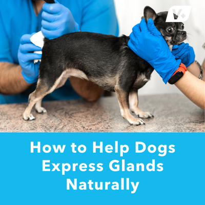 How to Help Dogs Express Glands Naturally