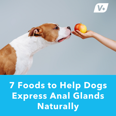 7 Foods to Help Dogs Express Anal Glands Naturally