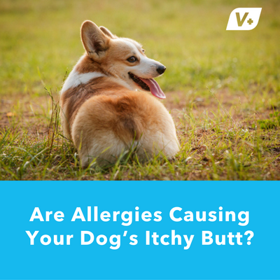 Are Allergies Causing Your Dog’s Itchy Butt?
