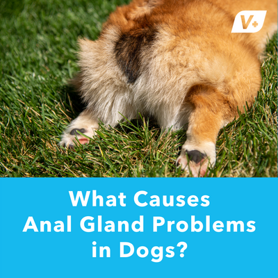 What Causes Anal Gland Problems in Dogs?