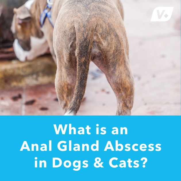 Dog abscess treatment hot sale