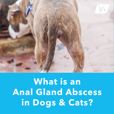 What is an Anal Gland Abscess in Dogs and Cats?