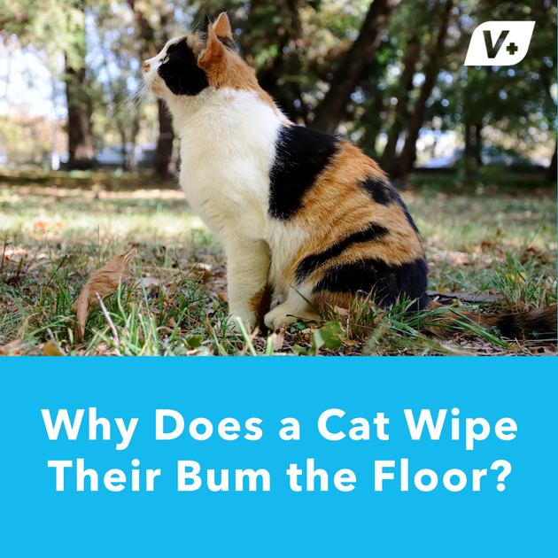 Why is my cat wiping her bum on the floor Glandex