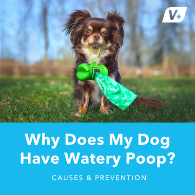 Why Does My Dog Have Watery Poop?