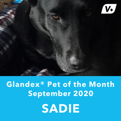 September 'Sadie' Anal Gland Success Case