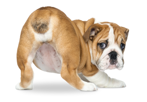 pet_image