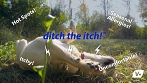 Ditch the itch video