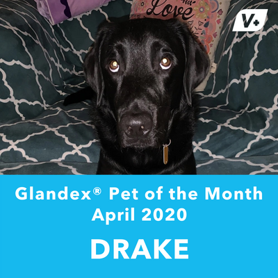 April 'Drake' Anal Gland Success Case