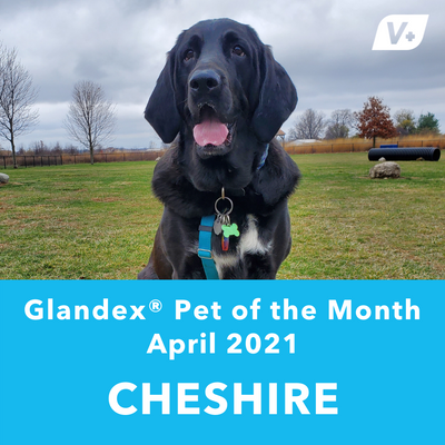 April 'Cheshire' Anal Gland Success Case