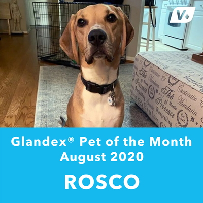 August 'Rosco' Anal Gland Success Case