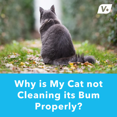 Why Is My Cat Not Cleaning Its Butt Properly?