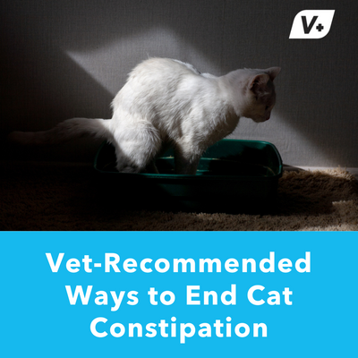 Vet-Recommended Ways to End Cat Constipation