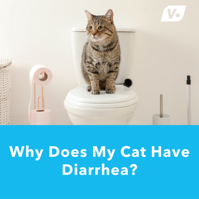 Why Does My Cat Have Diarrhea?