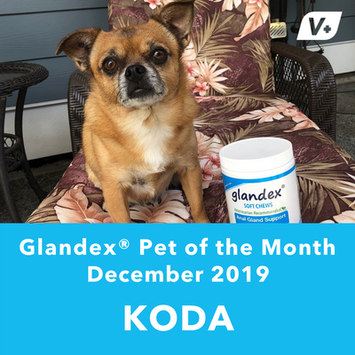December 'Koda' Anal Gland Success Case