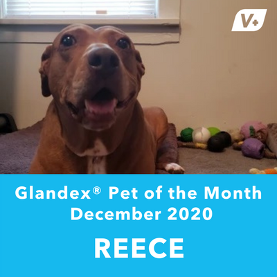 December 'Reece' Anal Gland Success Case
