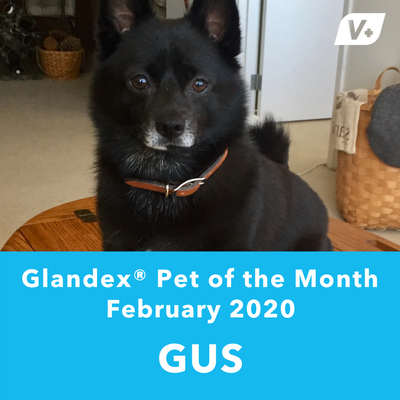 February 'Gus' Anal Gland Success Case
