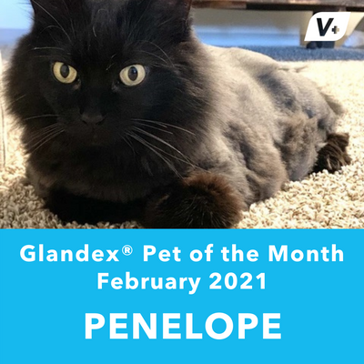 February 'Penelope' Anal Gland Success Case