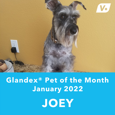 January 'Joey' Anal Gland Success Case