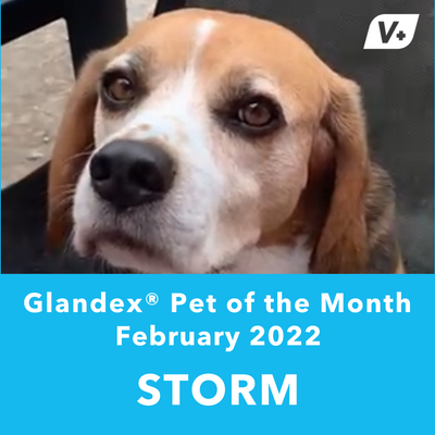 February 'Storm' Anal Gland Success Case