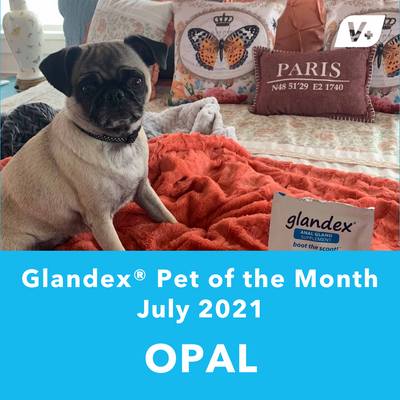 July 'Opal' Anal Gland Success Case