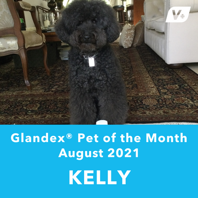 August 'Kelly' Anal Gland Success Case