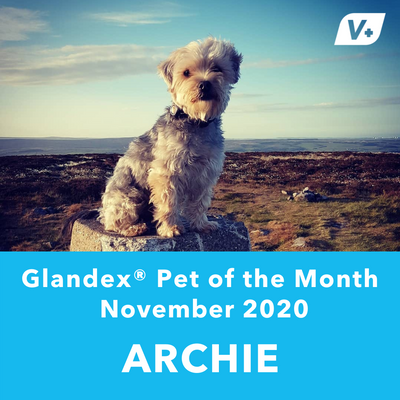 November 'Archie' Anal Gland Success Case