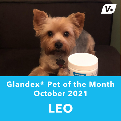 October 'Leo' Anal Gland Success Case