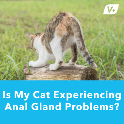 IS MY CAT EXPERIENCING ANAL GLAND PROBLEMS?