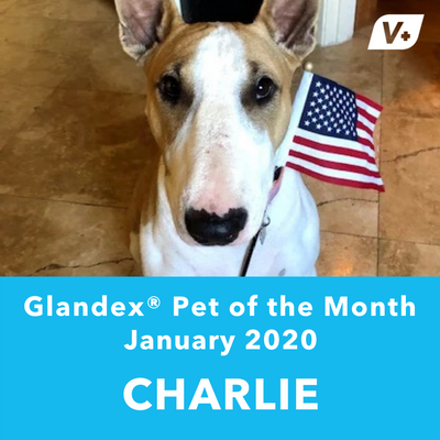 January 'Charlie' Anal Gland Success Case