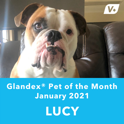 January 'Lucy' Anal Gland Success Case