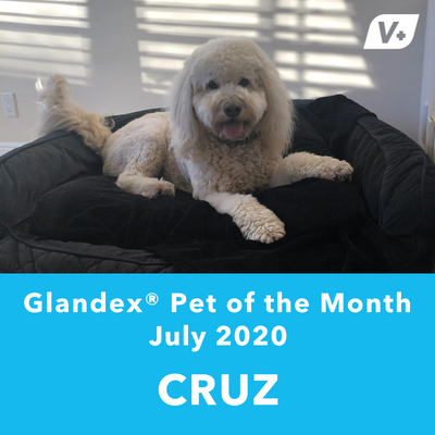 July 'Cruz' Anal Gland Success Case