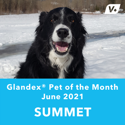 June 'Summit' Anal Gland Success Case
