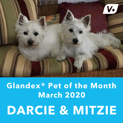 March 'Darcie & Mitzie' Anal Gland Success Case