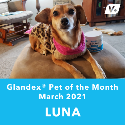 March 'Luna' Anal Gland Success Case